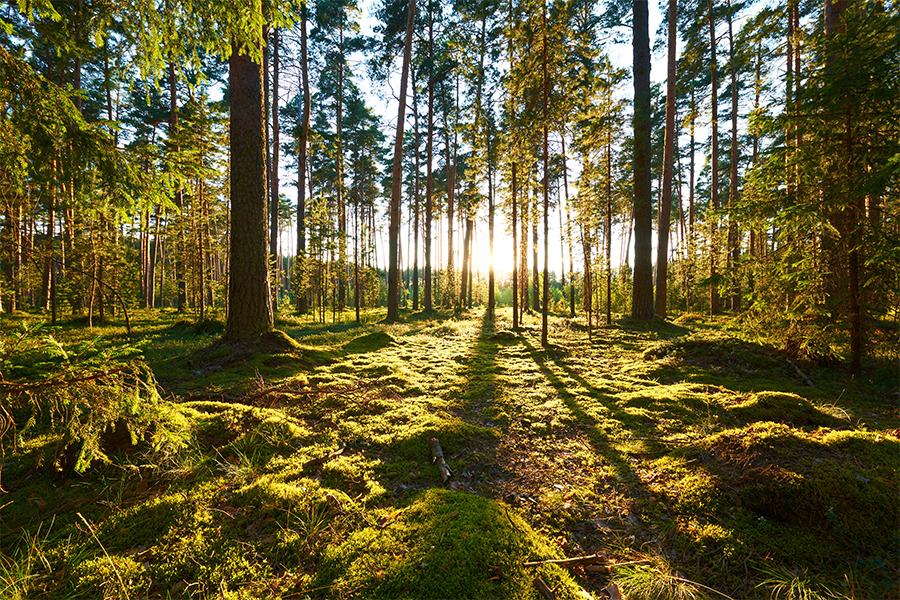 Forest