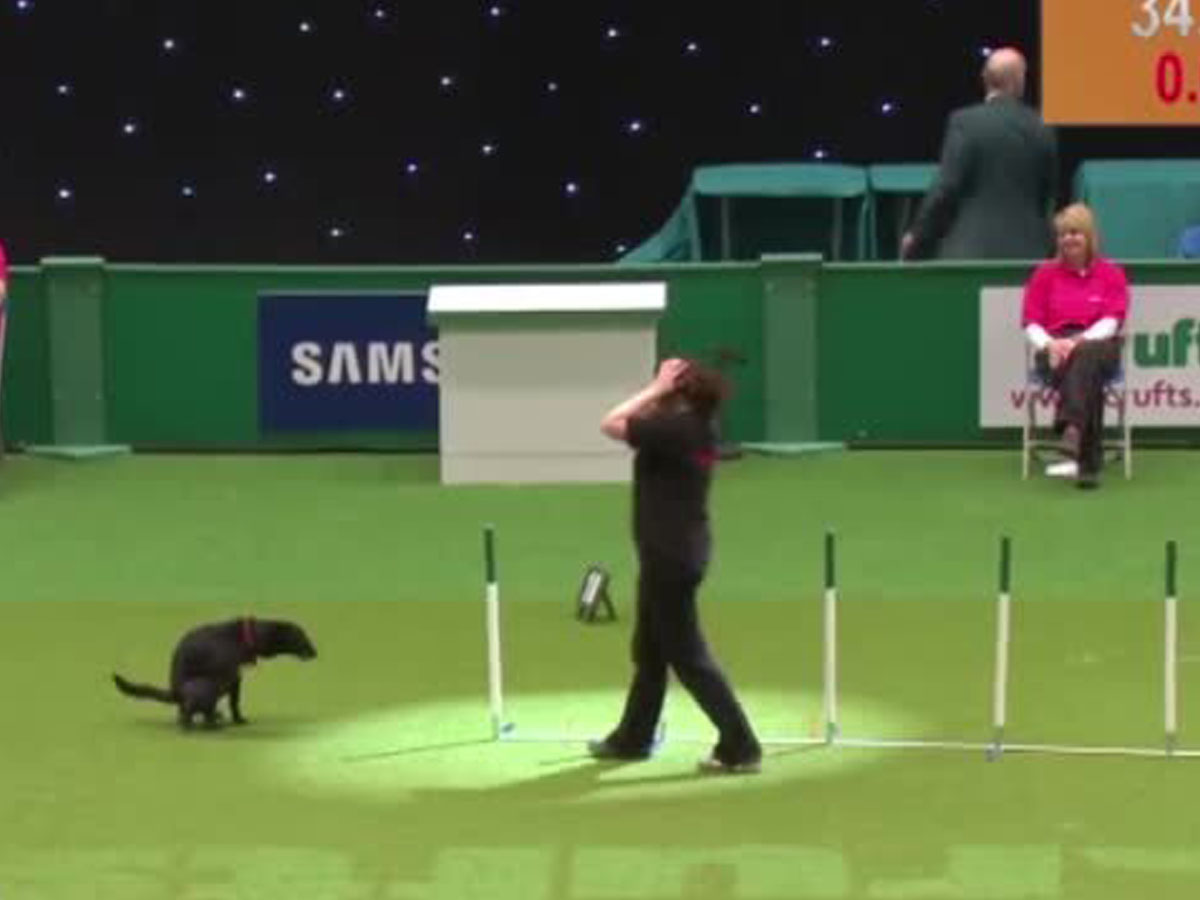 Dog Shows