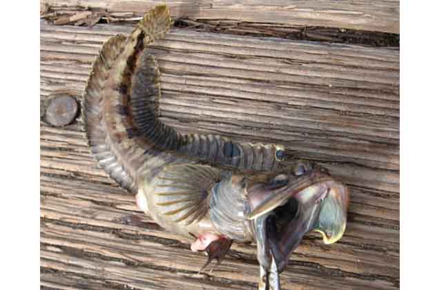 Sarcastic Fringehead