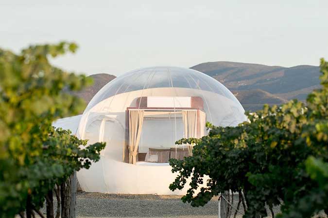Mexico's Vineyard Bubbles