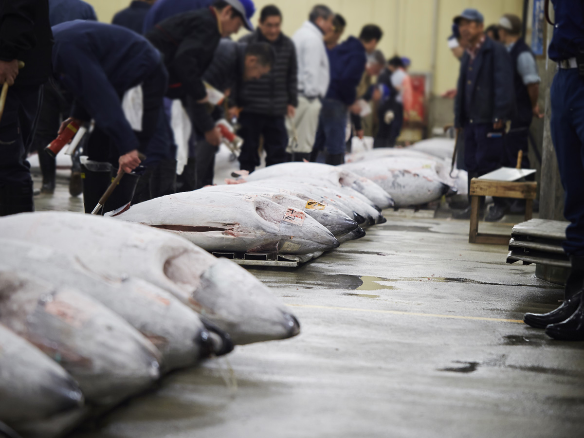 Tsukiji Tuna Fish Market, Japan