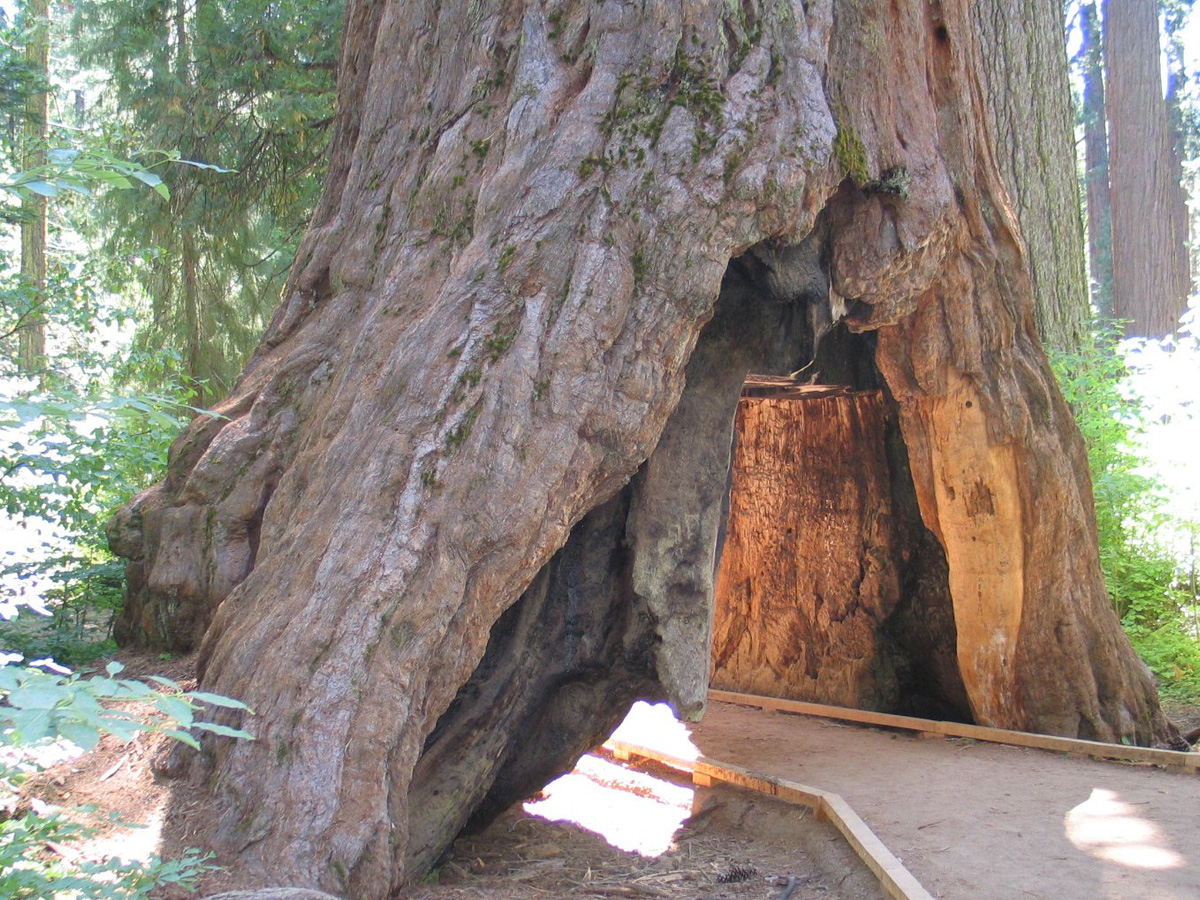 Pioneer Cabin Tree/Tunnel Tree, California