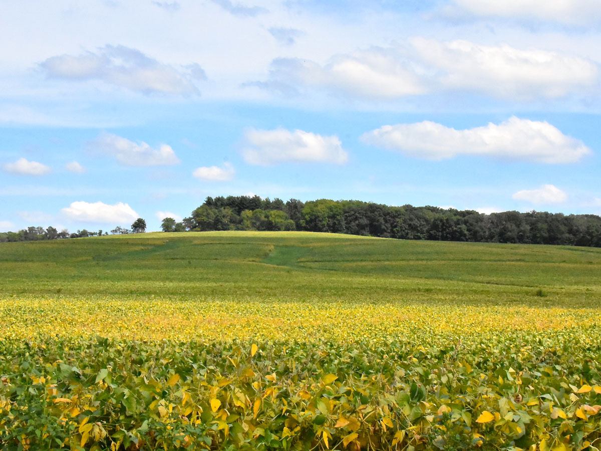 Illinois - Charles Mound - 1,235ft
