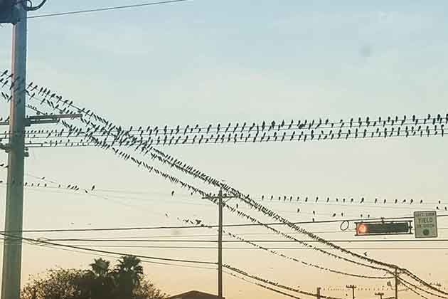 28. McAllen, Texas