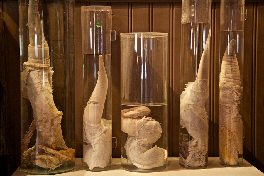 Icelandic Phallological Museum